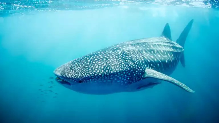 Large whale shark with white belly & blue back with white polka dots swims after small school of fish just under water surface.