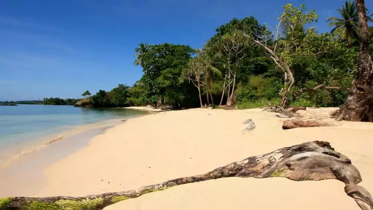 Deserted white-sand beach with driftwood is backed by green jungle & fronted by teal sea on a sunny day in Papua New Guinea.