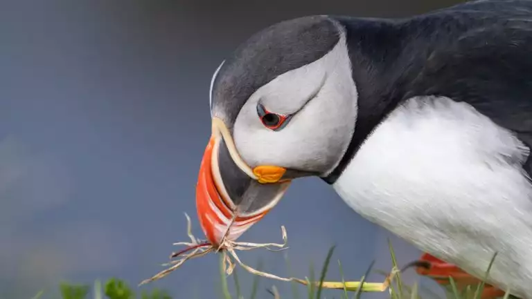 Puffin bird with orange beak, white chest & face & black head & back sits in grass & builds a nest of straw.