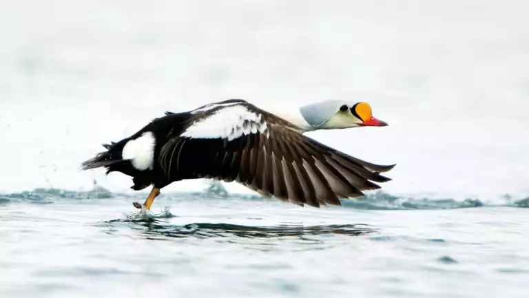 Eider duck with yellow beak & white head takes off from the water via brown-feathered wings on the Springtime in Svalbard cruise.