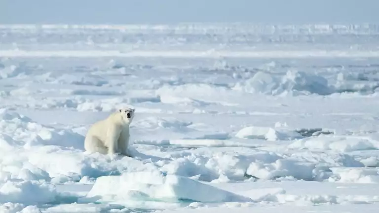 Lone polar bear sits among chunky ice & snow on a sunny day, seen on the Springtime in Svalbard expedition cruise.