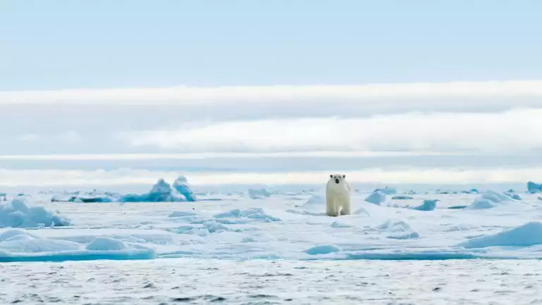 Lone polar bear walks over chunky ice near shoreline on a sunny day during the Svalbard Adventure Cruise in the Arctic,