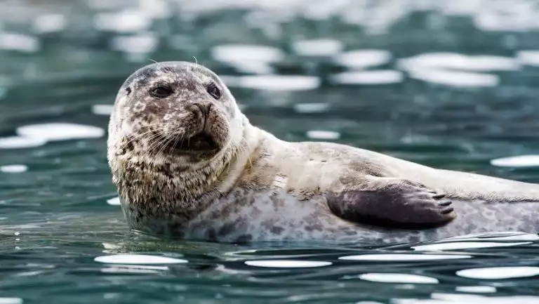 Spotted brown & white seal raises its head & a paw while swimming in arctic waters during the Svalbard Adventure Cruise.