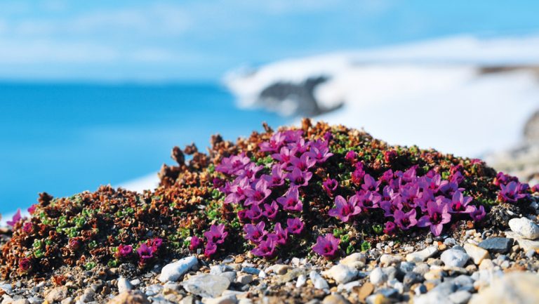 Purple arctic tundra wildflowers sit on a cliff edge with blue sea below & white snow beyond, seen on the Svalbard Adventure.