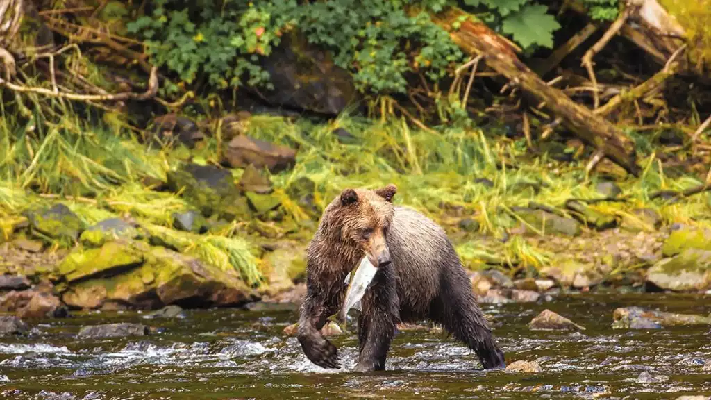 Wet Bear walking through the river with a fish in its mouth surrounded by green lush landscape, on a bright sunny day.