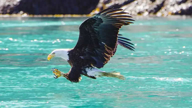 Bald Eagle flying over the bright teal water with its taons up the Eagle prepare to grab its prey.