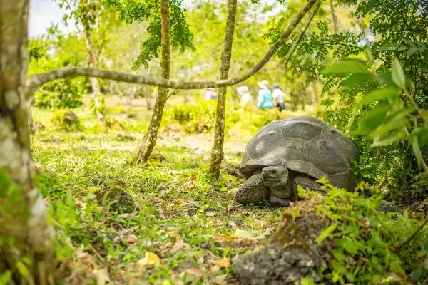 A giant Galápagos Tortoise seen among a lush green forest with people walking in the distant background