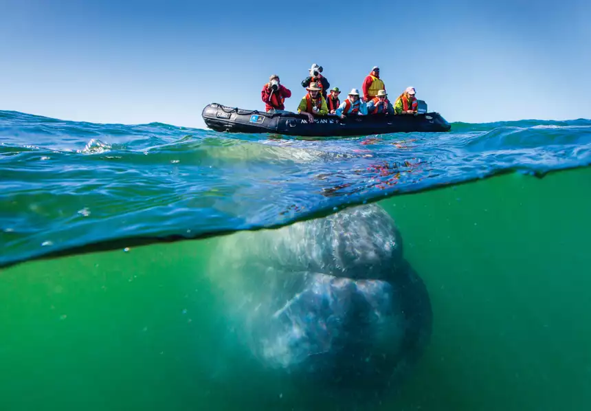 guests are shown above water snapping pictures and looking into the waters below them as a large whale swims underneath 