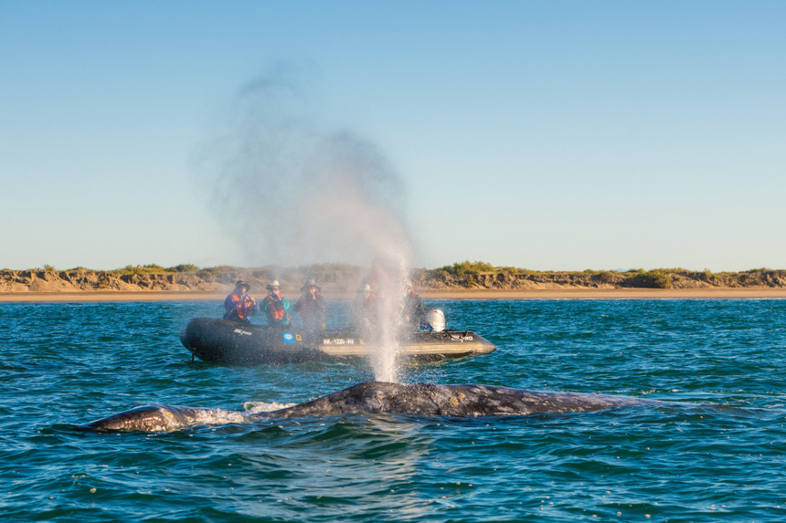 Group of travelers snap pictures of a near by whale thats breaching out of the water and blowing out of its blow hole