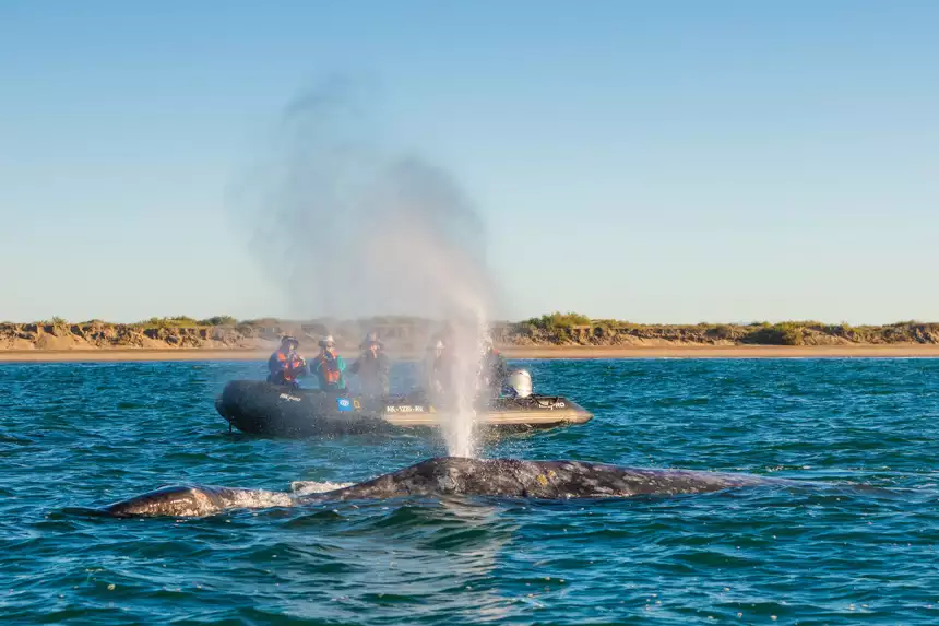 Group of travelers snap pictures of a near by whale thats breaching out of the water and blowing out of its blow hole 