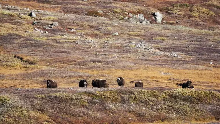 Group of muskoxen with long brown fur & horns stand in autumnal tundra, seen on a southern Greenland cruise.