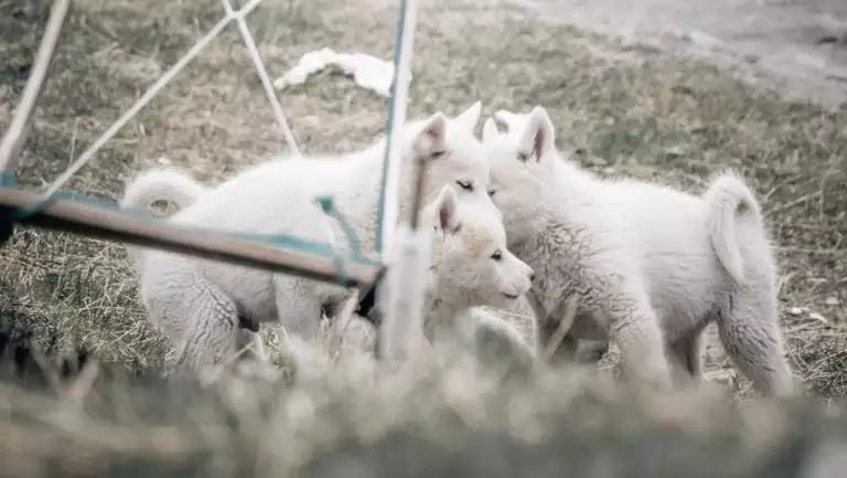 Family of white sled dogs with curled tails & thick fur play among green arctic tundra, seen on a West Greenland cruise.