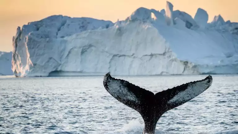 Tail fin of humpback whale with black & white skin in front of iceberg in orange light at dusk in Greenland.