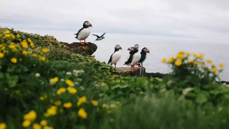 A few puffin birds with white bellies, black backs & orange beaks stand in green grass & yellow wildflowers in Iceland.