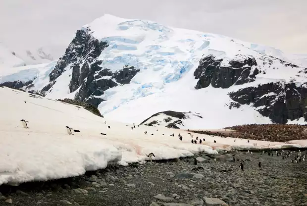 penguins seen on a snowy shoreline in Antarctica