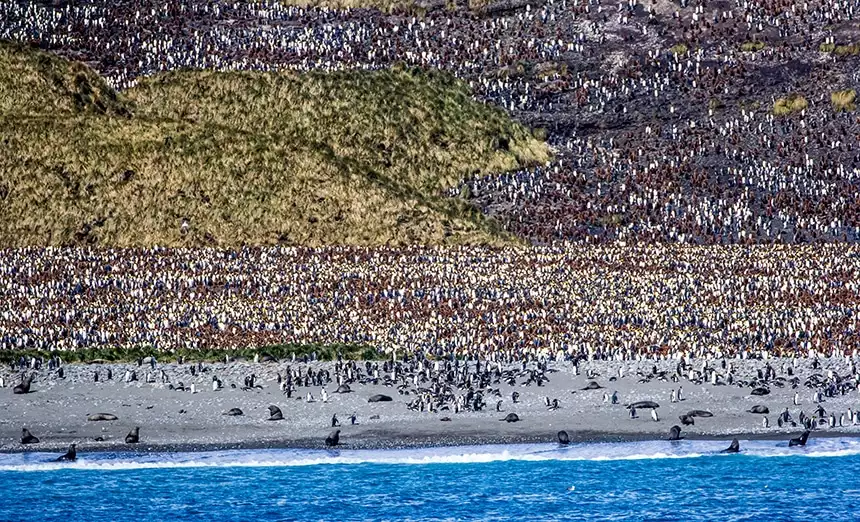 View from a South Georgia Island cruise ship looking ashore to a beach and hillside filled with thousands of king penguins