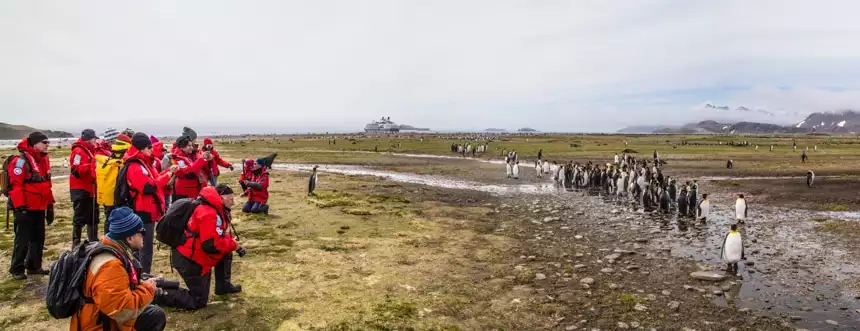 A group of travelers stand on grass on a South Georgia Island cruise in front of a row of king penguins in the mud