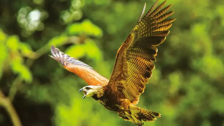 orange bird taking flight in the upper amazon with its beck wide open and wings out wide