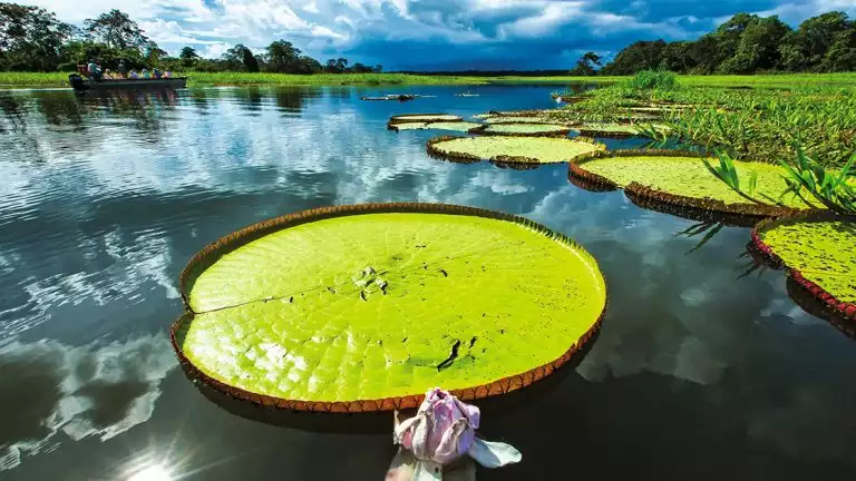 Bright green lily pad basking in the sun on a bright sunny day