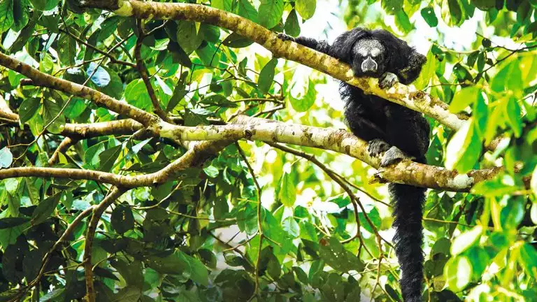 Monkey looking straight at the camera sitting in the trees and resting on the bright branches