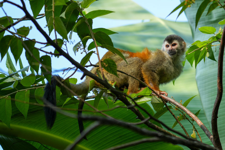 Small monkey with light brown, black & orange fur sits on a branch with bright green leaves, seen on a Costa Rica tour.