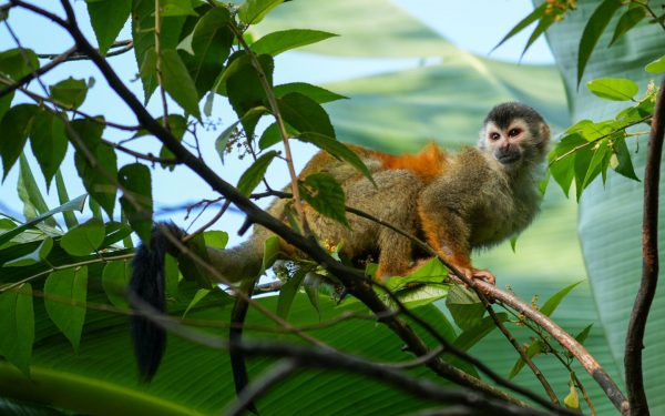 Small monkey with light brown, black & orange fur sits on a branch with bright green leaves, seen on a Costa Rica tour.