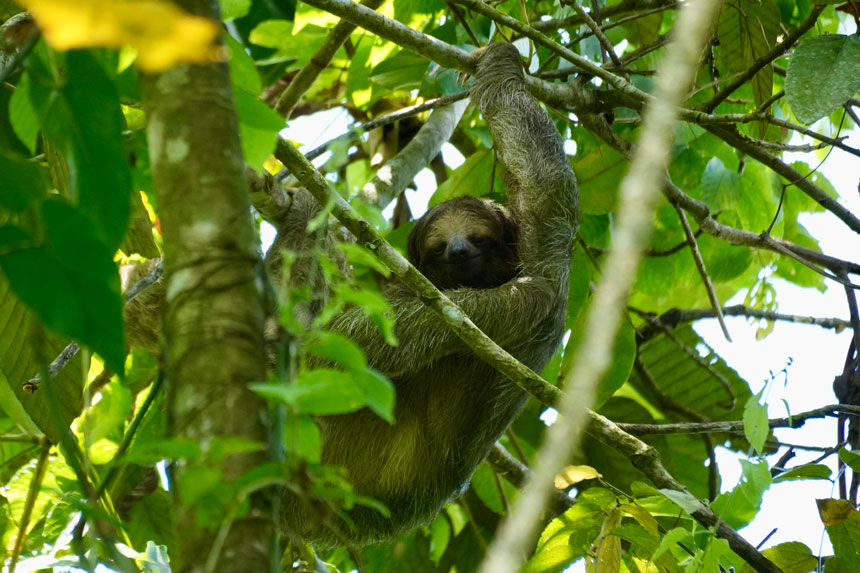 Sloth with calm face & gray fur hangs from a sacropia tree branch with bright green leaves behind, seen on a Costa Rica tour.
