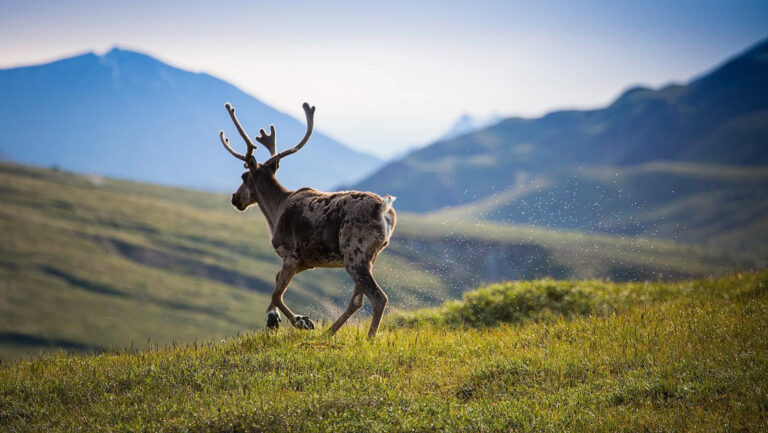 Lone caribou runs away from the camera over green tundra with mountains in the distance, seen on an Alaska hiking trip.