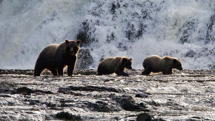 Mama bear & 2 cubs walk a wide river in front of a large waterfall, seen on an Alaskan Story charter cruise.