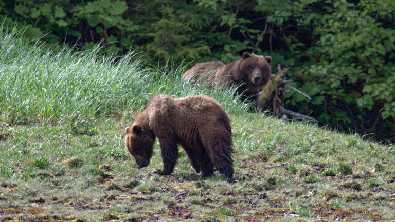 Mother brown bear looks on from behind tall grass as cub grazes grass, seen on a Gulf of Alaska cruise.