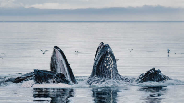Group of humpback whales raise their mouths above the water in glassy water during a Gulf of Alaska cruise.