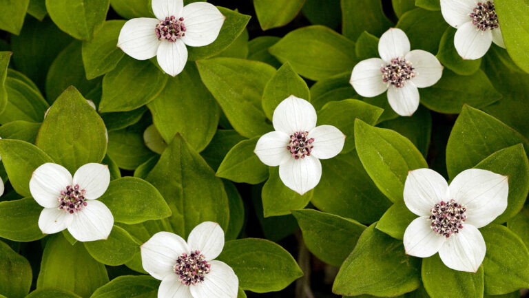 White dogwood flowers with 4 petals each & bright green leaves, seen at McKinley Creekside Cabins near Denali National Park.