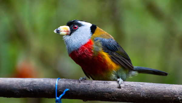 Small bird with feather patches in hues of blue, red, orange, green & black sits atop a tree branch, seen on an Ecuador vacation.