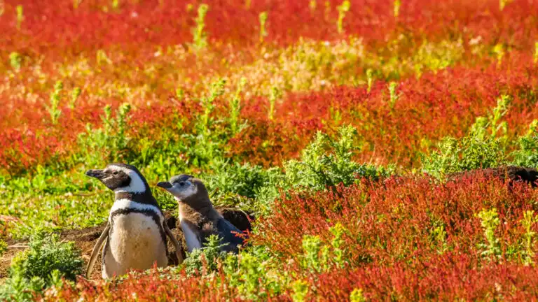 Magellanic Penguins and their nest burrow, Steeple Jason Island, Falkland Islands.