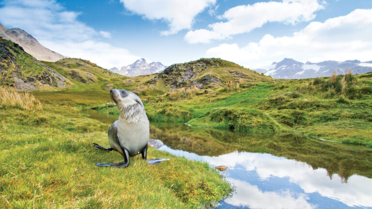 Antarctic Fur seal stands near Stromness Harbor Bay, South Georgia on a bright sunny day