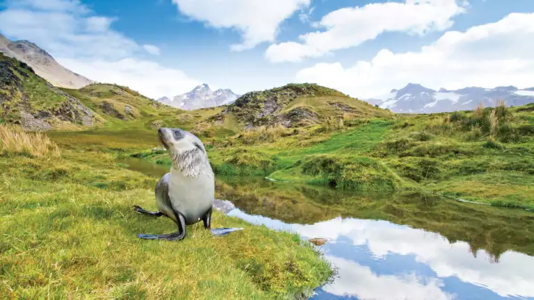 Antarctic Fur seal stands near Stromness Harbor Bay, South Georgia on a bright sunny day