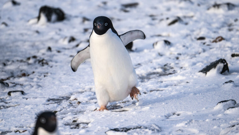Adelie penguin with blue eyes, black back & white belly holds wings out & walks among snow, rocks & other penguins in Antarctica.
