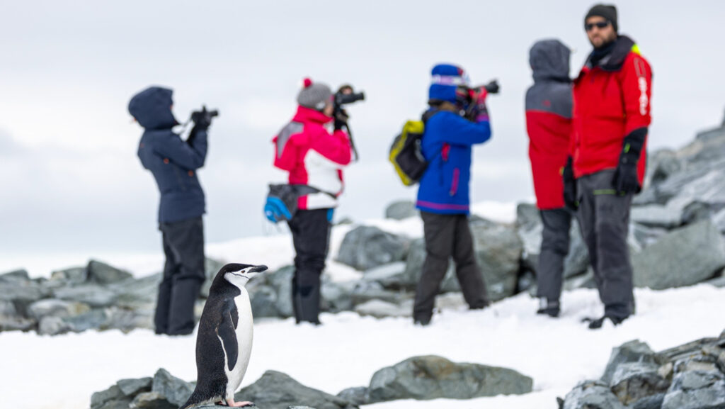 Antarctica travelers stand on snow & take photos as penguin is nearby on a Bellingshausen Sea cruise with helicopters.