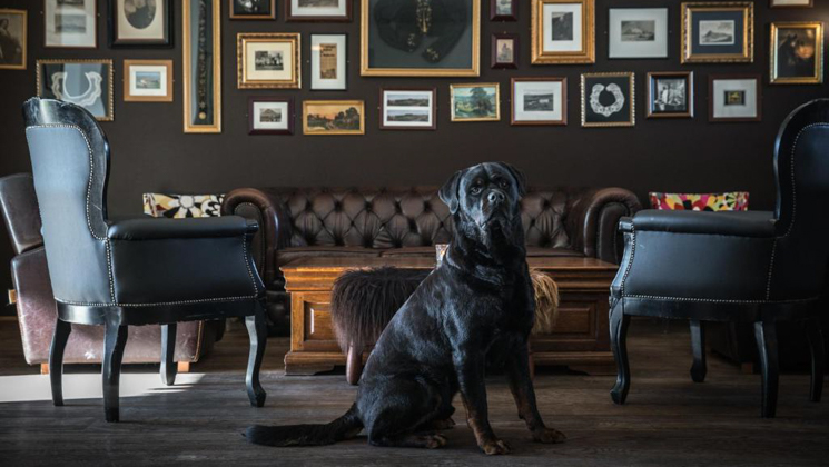Black lab dog sits by dark wingback chairs & dark leather couch under many framed pictures in lounge at Hotel Budir in Iceland.