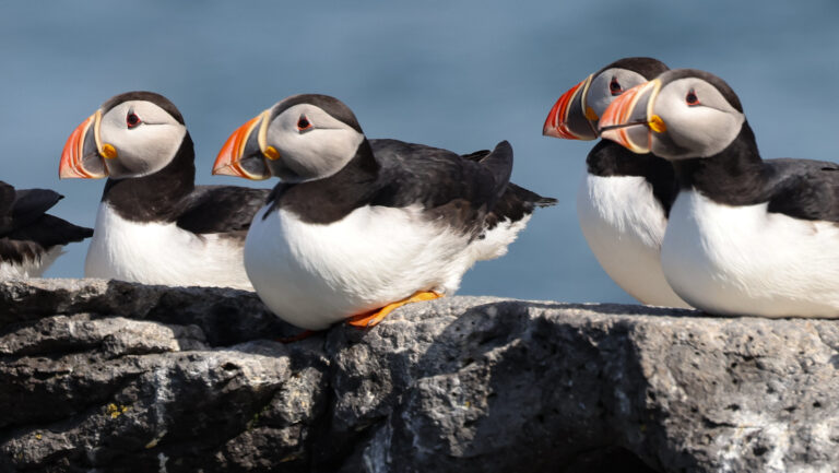 4 puffins with orange beaks, white bellies & black backs sit on gray rock in the sun, seen on the Iceland's Wild West tour.