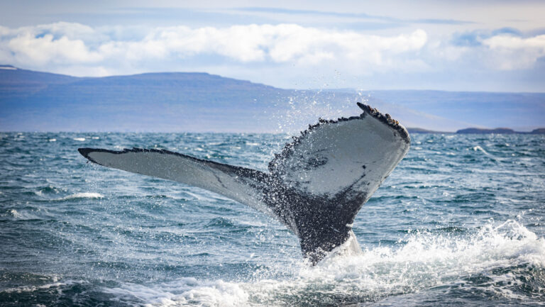 Large whale tail with white underside rises above choppy blue sea on a cloudy day of the Iceland's Wild West tour.