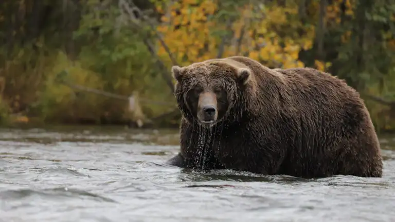 Large grizzly bear with brown fur stands in a river by gold foliage during the Fat Bears of Brooks Falls Photo Expedition.