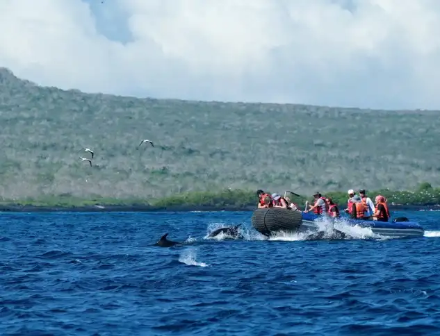 Guests off small zodiac watch in awe of dolphins swimming and playing next to them in the ocean off small island 