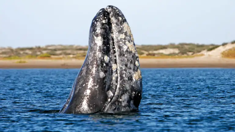 California Gray Whale spy-hopping in calving lagoons along the Pacific side of the Baja Penninsula, Mexico