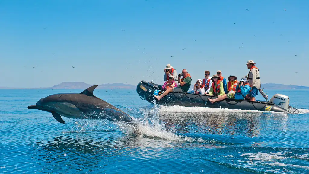 group of adventure travelers in a zodiac skiff watch a dolphin jump out of the water on the whales and wildness spring in the sea of cortez small ship cruise