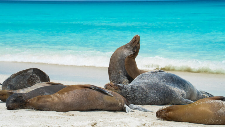 Sea lions lying on the beach with one sticking its head up next to bright blue water