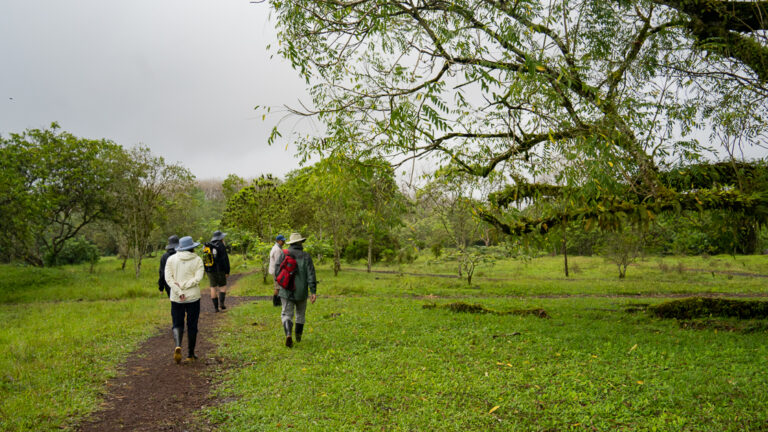 Travelers walking through the tortus reserve, on a thin path in lush green landscape