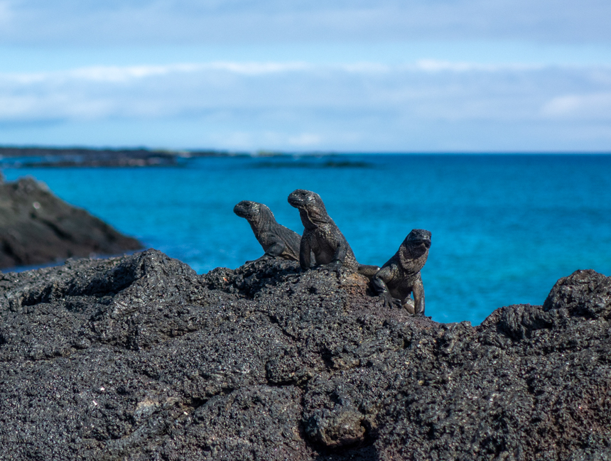 Three baby marine iguanas seen close up on lava rock