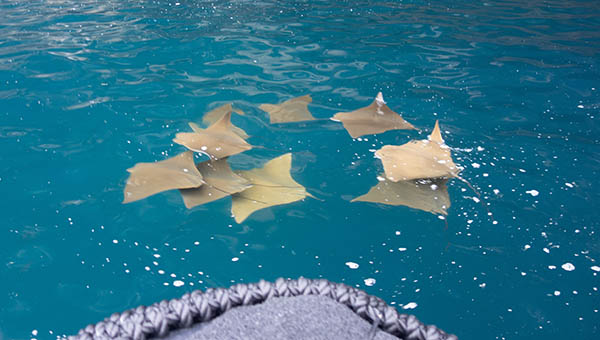 A pod of nine golden rays seen in the water from a Zodiac
