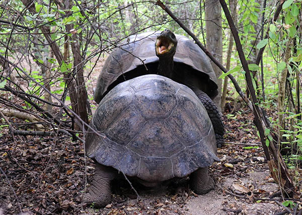 A Galapagos tortoise with mouth gaping as it attempts to mount another tortoise.